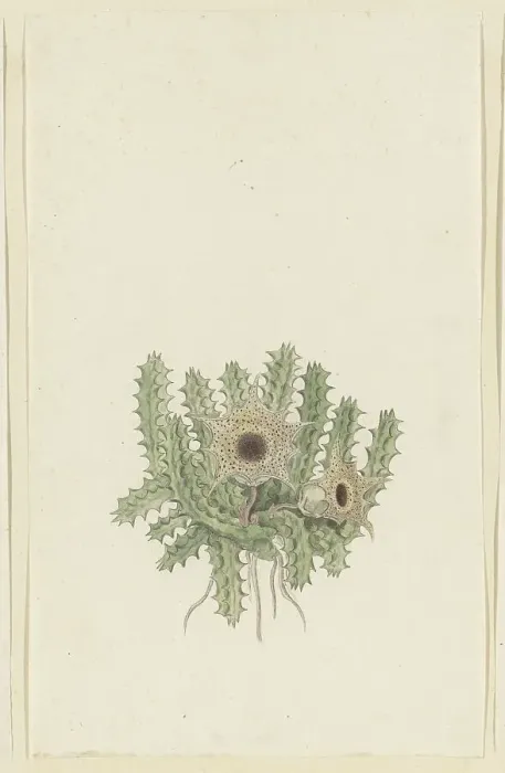Framed Print : Huernia barbata (Masson) Haw. 1777-1786. Creator: Robert Jacob Gordon Framed Print : Huernia barbata (Masson) Haw. 1777-1786. Creator: Robert Jacob Gordon