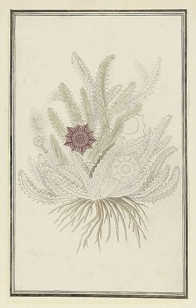 Huernia guttata (Masson) Haw. (Stapelia Guttata), 1777-1786. Creator: Robert Jacob Gordon