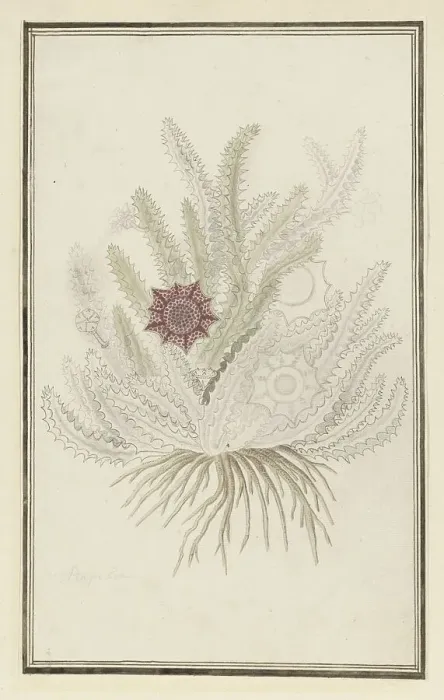 Framed Print : Huernia guttata (Masson) Haw. (Stapelia Guttata), 1777-1786. Creator: Robert Jacob Gordon Framed Print : Huernia guttata (Masson) Haw. (Stapelia Guttata), 1777-1786. Creator: Robert Jacob Gordon