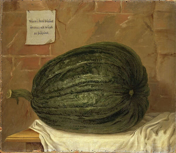 A huge pumpkin, 18th century. Creator: Olof Fredsberg