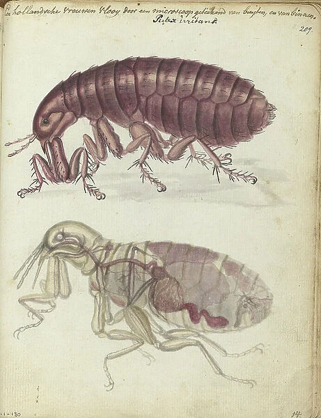 Human flea, (Pulex irritans), 1770-1787. Creator: Jan Brandes