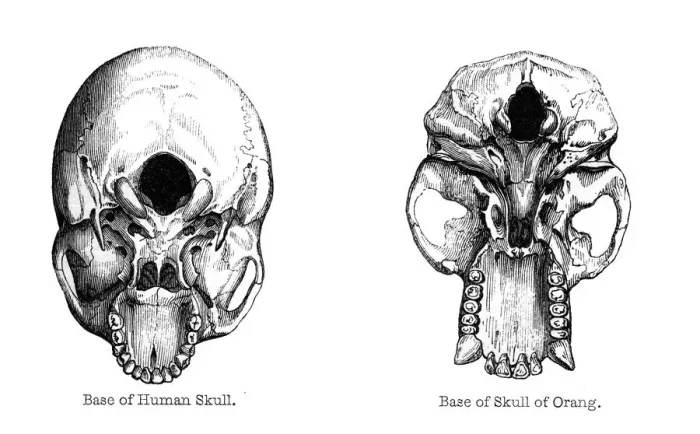 Framed Print : Human and orang-utan skulls, 1848