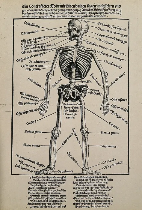 Framed Print : A human skeleton, seen from the front, with labels giving the latin names of the bones, 1517 Framed Print : A human skeleton, seen from the front, with labels giving the latin names of the bones, 1517