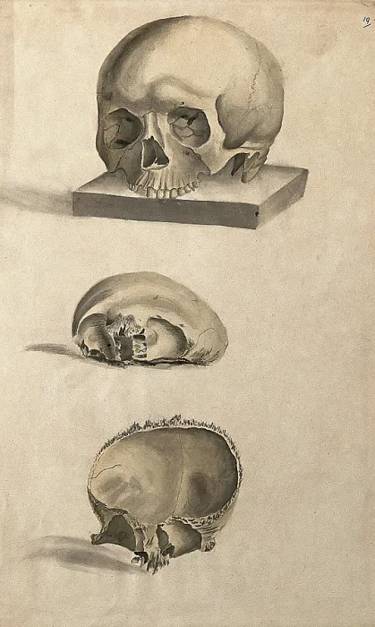 Framed Print : Human skull: three figures showing sections and an entire skull, 1830-1835. Creator: Unknown Framed Print : Human skull: three figures showing sections and an entire skull, 1830-1835. Creator: Unknown