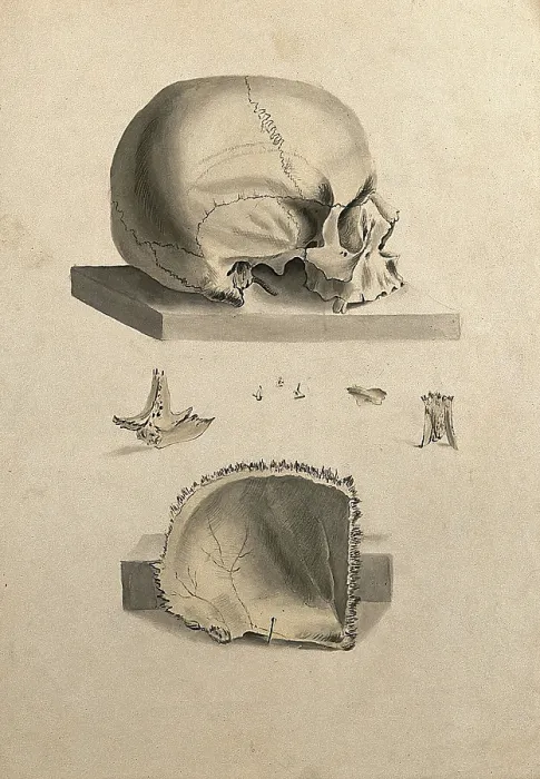 Framed Print : Human skull: six figures showing sections and an entire skull, 1830-1835. Creator: Unknown Framed Print : Human skull: six figures showing sections and an entire skull, 1830-1835. Creator: Unknown
