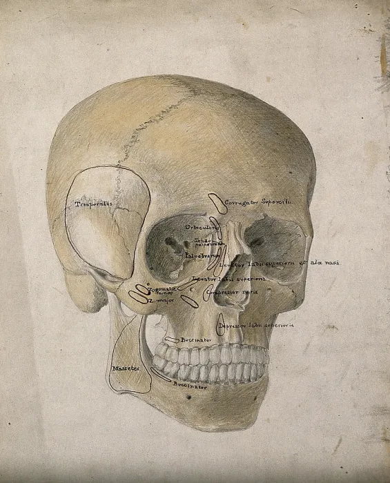 Framed Print : Human skull: three-quarter view, 1854. Creator: J.C. Whishaw Framed Print : Human skull: three-quarter view, 1854. Creator: J.C. Whishaw