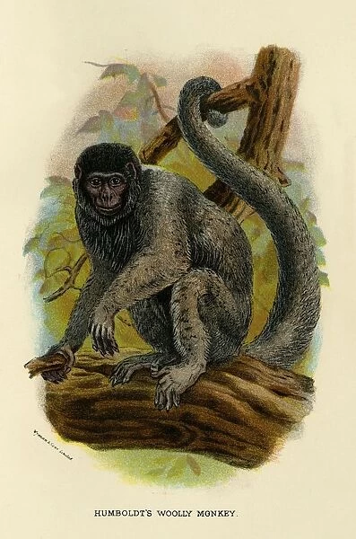 Humboldts Woolly Monkey, 1896. Artist: Henry Ogg Forbes