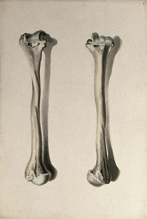 Framed Print : Humerus bone: two figures, 1830-1835. Creator: Unknown Framed Print : Humerus bone: two figures, 1830-1835. Creator: Unknown