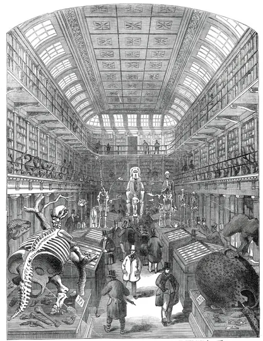 Framed Print : The Hunterian Museum, at the Royal College of Surgeons, 1845. Creator: Unknown Framed Print : The Hunterian Museum, at the Royal College of Surgeons, 1845. Creator: Unknown