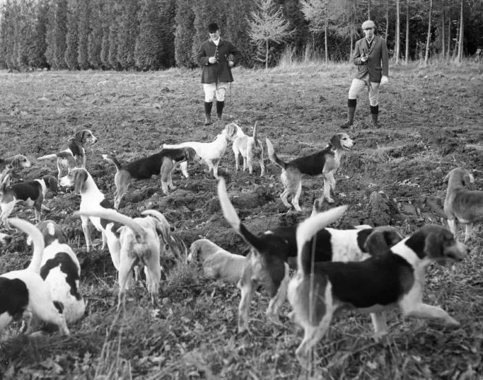 Framed Print : Hunting with beagles, c1960s