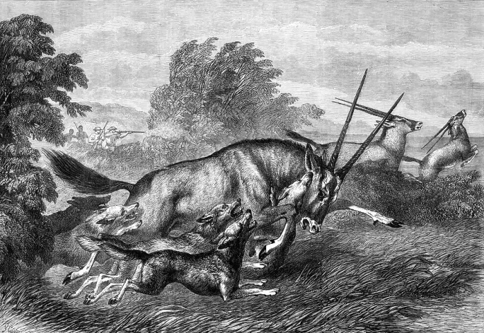 Framed Print : Hunting the Gemsbok in South Africa, 1870. Creator:s Carter Framed Print : Hunting the Gemsbok in South Africa, 1870. Creator:s Carter
