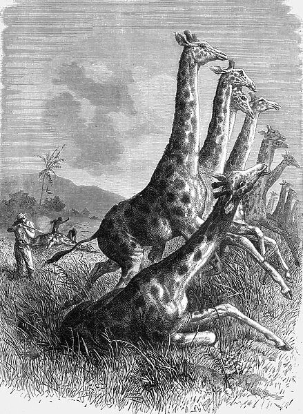 Hunting the Giraffe; Life in a South African Colony, 1875. Creator: Unknown