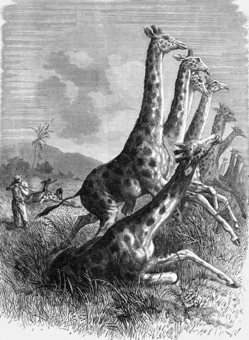 Framed Print : Hunting the Giraffe; Life in a South African Colony, 1875. Creator: Unknown Framed Print : Hunting the Giraffe; Life in a South African Colony, 1875. Creator: Unknown