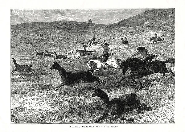 Hunting Guanacos with the Bolas, South America, 1877