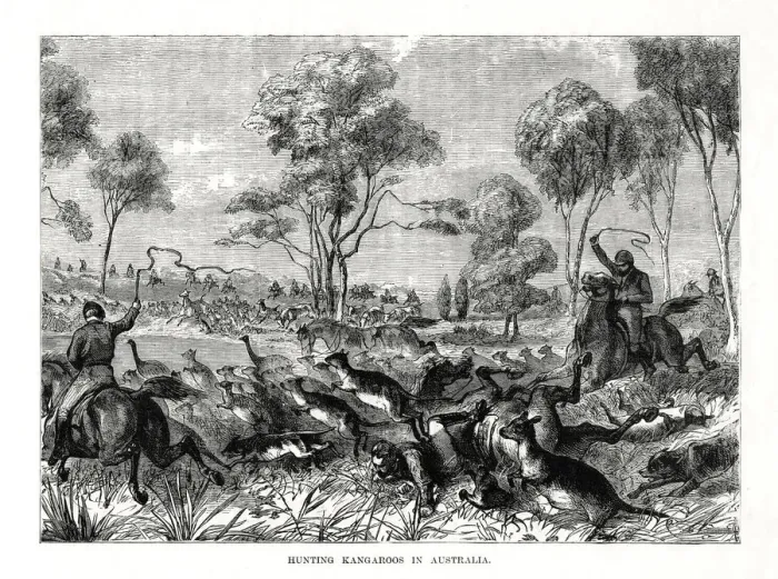 Framed Print : Hunting kangaroos, Australia, 1877