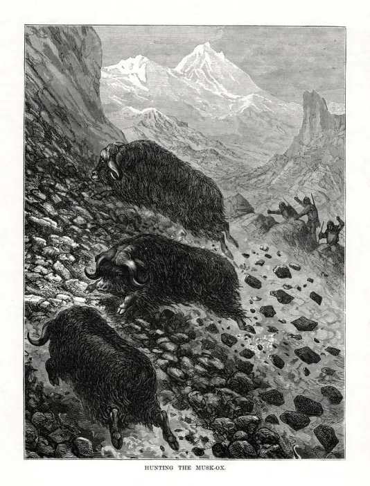 Framed Print : Hunting the musk-ox, 1877 Framed Print : Hunting the musk-ox, 1877