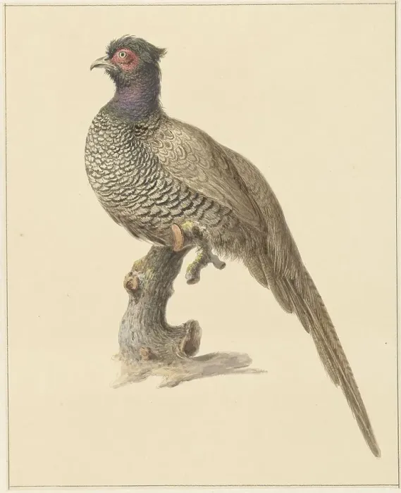 Framed Print : Hunting pheasant, 1759-1842. Creator: Pieter Bartholomeusz. Barbiers Framed Print : Hunting pheasant, 1759-1842. Creator: Pieter Bartholomeusz. Barbiers