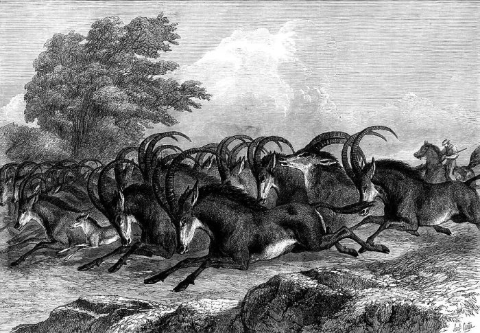 Framed Print : Hunting the Sable Antelope in South Africa, 1871. Creator: Unknown Framed Print : Hunting the Sable Antelope in South Africa, 1871. Creator: Unknown