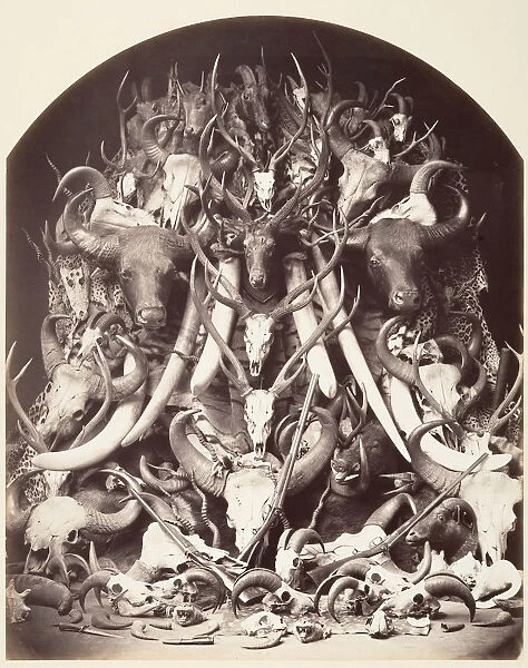 Hunting Trophies, ca. 1870. Creator: Unknown