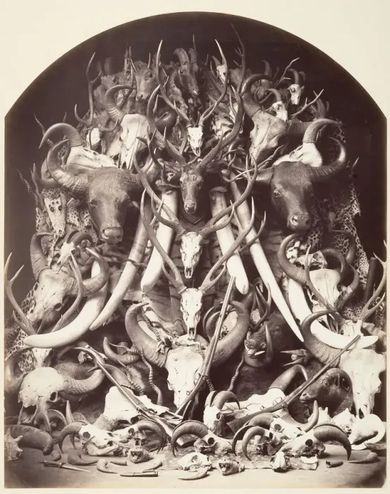 Framed Print : Hunting Trophies, ca. 1870. Creator: Unknown Framed Print : Hunting Trophies, ca. 1870. Creator: Unknown