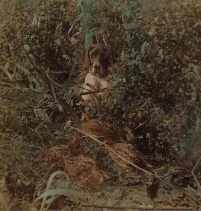 Framed Print : Hunting in Western prairie country, a covey of quail and a pointer - in corn stubble, 1903. Artists: Elmer Underwood, Bert Elias Underwood Framed Print : Hunting in Western prairie country, a covey of quail and a pointer - in corn stubble, 1903. Artists: Elmer Underwood, Bert Elias Underwood