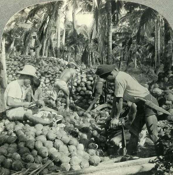 Husking Coconuts - a Familiar Scene in the Great Coconut Country near Pagsanjan, Island of Luzon