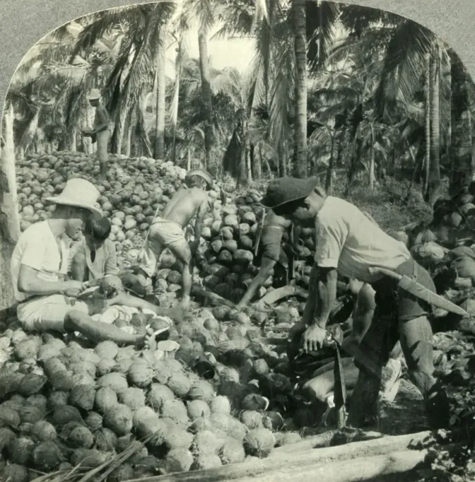 Framed Print : Husking Coconuts - a Familiar Scene in the Great Coconut Country near Pagsanjan, Island of Luzon Framed Print : Husking Coconuts - a Familiar Scene in the Great Coconut Country near Pagsanjan, Island of Luzon