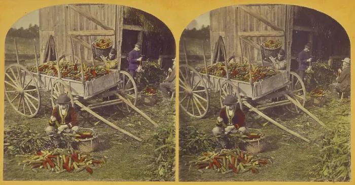 Framed Print : Husking Scene. about 1870-1880. Creator: Unknown Framed Print : Husking Scene. about 1870-1880. Creator: Unknown