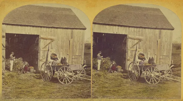 Framed Print : Husking Scene. about 1870-1880. Creator: Unknown Framed Print : Husking Scene. about 1870-1880. Creator: Unknown