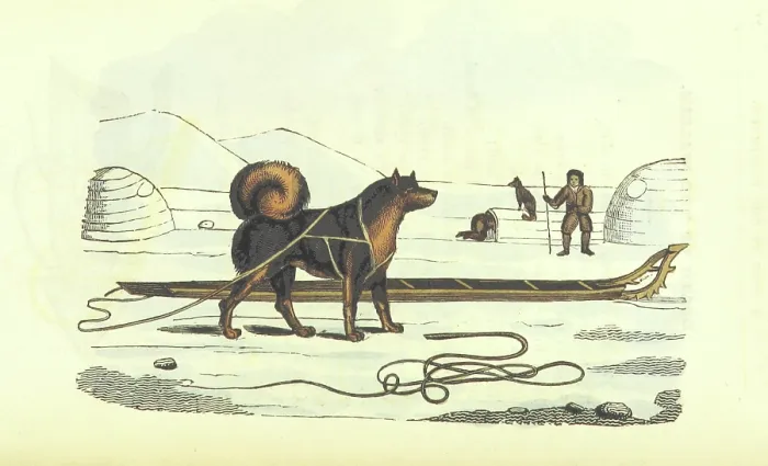Framed Print : Husky and sledge, 1825. Creator: Unknown Framed Print : Husky and sledge, 1825. Creator: Unknown