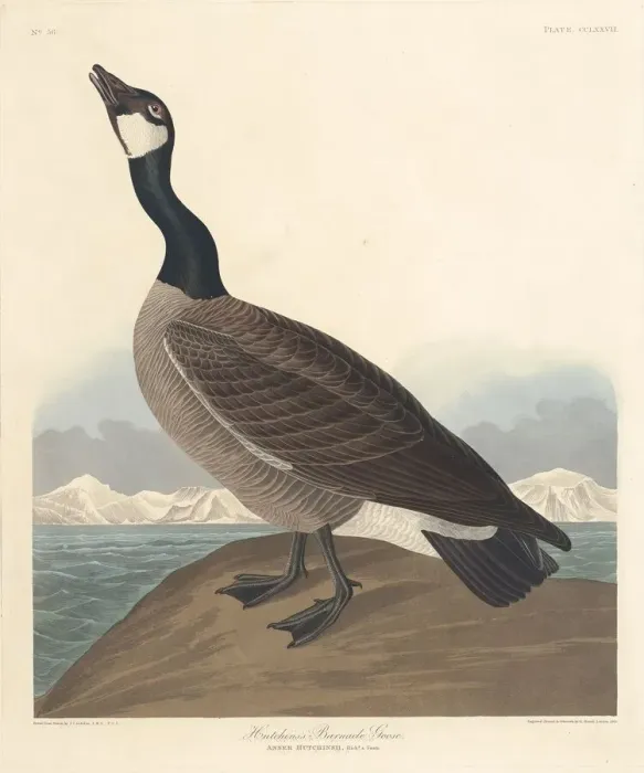 Framed Print : Hutchins Barnacle Goose, 1835. Creator: Robert Havell Framed Print : Hutchins Barnacle Goose, 1835. Creator: Robert Havell