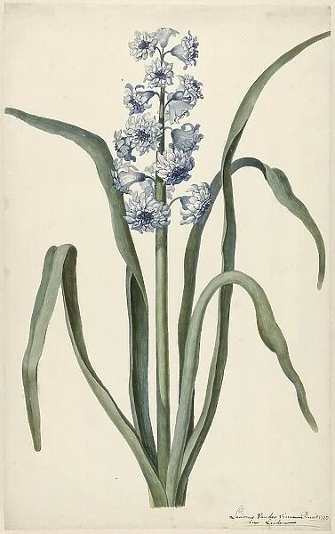 Hyacinth, 1737. Creator: Vincent Laurentsz. van der Vinne II