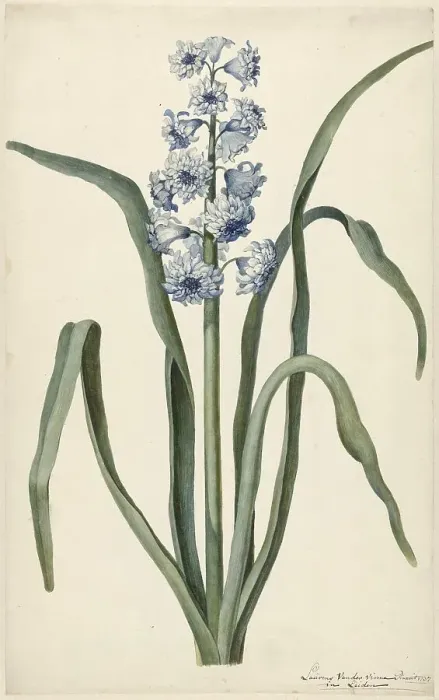 Framed Print : Hyacinth, 1737. Creator: Vincent Laurentsz. van der Vinne II Framed Print : Hyacinth, 1737. Creator: Vincent Laurentsz. van der Vinne II