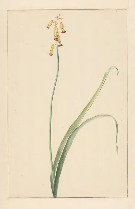 Framed Print : Hyacinth, 1746-1811. Creator: Vincent Jansz. van der Vinne Framed Print : Hyacinth, 1746-1811. Creator: Vincent Jansz. van der Vinne