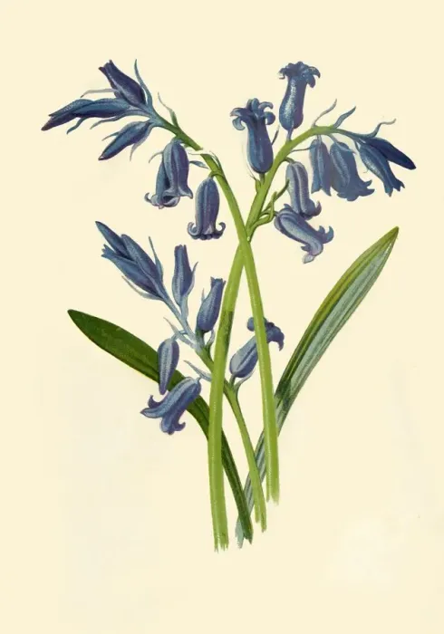 Framed Print : Hyacinth, 1877. Creator: Frederick Edward Hulme Framed Print : Hyacinth, 1877. Creator: Frederick Edward Hulme