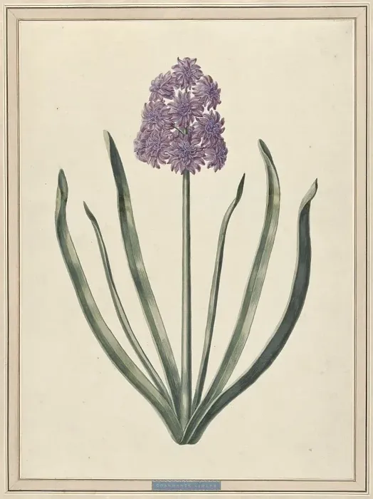 Framed Print : Hyacinth (Charmante Violet), 1735. Creator: F. Wijandt Framed Print : Hyacinth (Charmante Violet), 1735. Creator: F. Wijandt