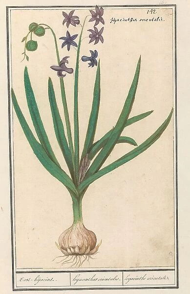 Hyacinth (Hyacinthus orientalis), 1596-1610. Creators: Anselmus de Boodt, Elias Verhulst