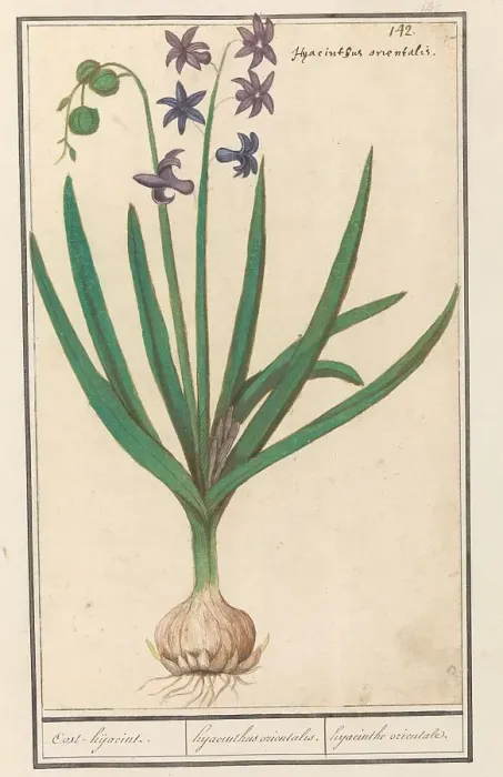 Framed Print : Hyacinth (Hyacinthus orientalis), 1596-1610. Creators: Anselmus de Boodt, Elias Verhulst Framed Print : Hyacinth (Hyacinthus orientalis), 1596-1610. Creators: Anselmus de Boodt, Elias Verhulst