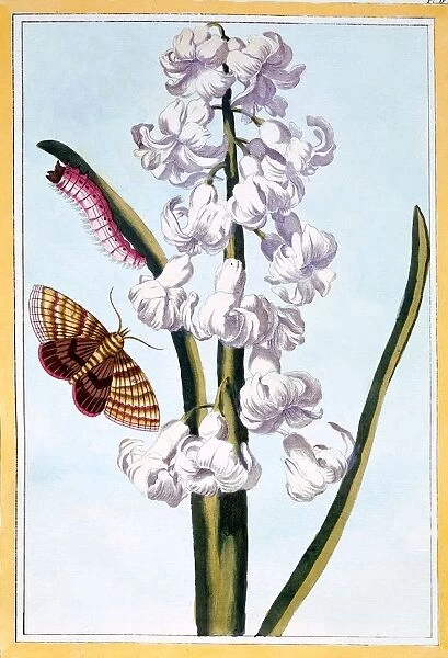 Hyacinth, pub. 1776. Creator: Pierre Joseph Buchoz (1731-1807)