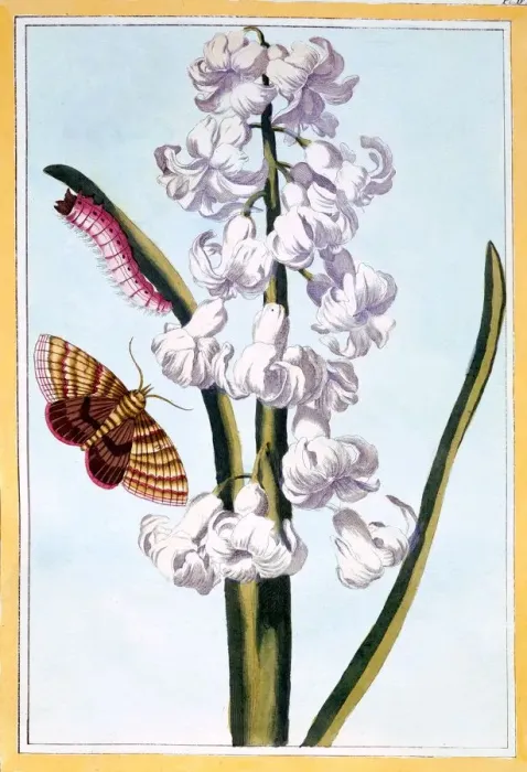 Framed Print : Hyacinth, pub. 1776. Creator: Pierre Joseph Buchoz (1731-1807) Framed Print : Hyacinth, pub. 1776. Creator: Pierre Joseph Buchoz (1731-1807)