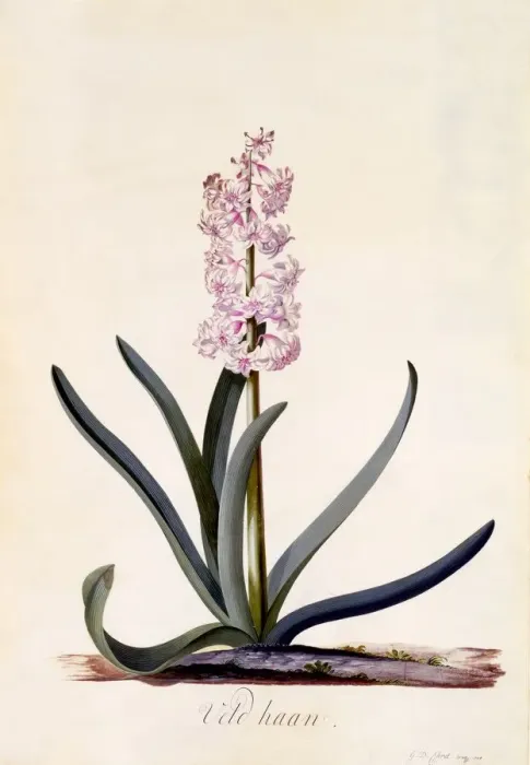 Framed Print : Hyacinth Veld Haan, c. 1744 (hand coloured engraving) Framed Print : Hyacinth Veld Haan, c. 1744 (hand coloured engraving)