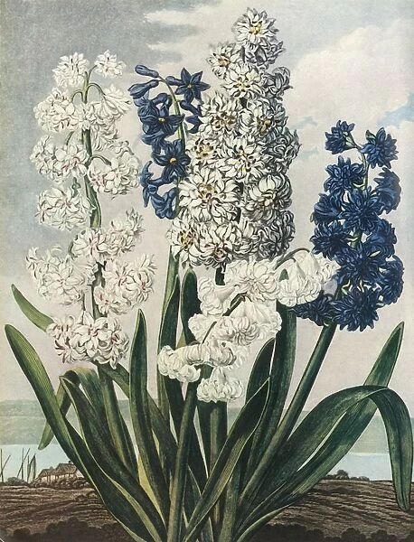 Hyacinths, 1801, (1948). Creator: Thomas Warner