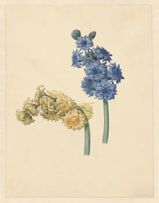 Framed Print : Two hyacinths, 1823. Creator: Maria Margrita van Os Framed Print : Two hyacinths, 1823. Creator: Maria Margrita van Os