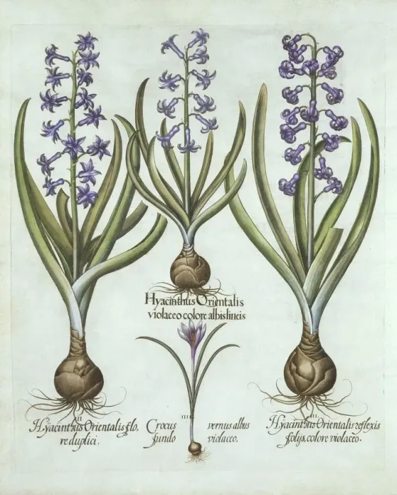 Framed Print : Hyacinths and an Autumn Crocus, from Hortus Eystettensis, by Basil Besler (1561-1629), pub Framed Print : Hyacinths and an Autumn Crocus, from Hortus Eystettensis, by Basil Besler (1561-1629), pub
