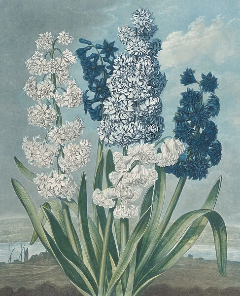 Hyacinths, from 'The Temple of Flora, or Garden of Nature', June 1, 1801