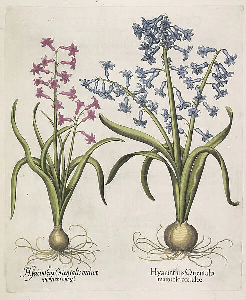 Hyacinthus orientalis, 1613. Creator: Besler, Basilius (1561-1629)