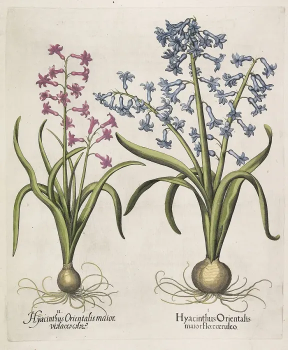 Framed Print : Hyacinthus orientalis, 1613. Creator: Besler, Basilius (1561-1629) Framed Print : Hyacinthus orientalis, 1613. Creator: Besler, Basilius (1561-1629)