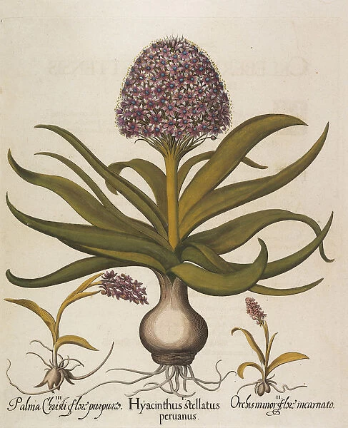 Hyacinthus stellatus, 1613. Creator: Besler, Basilius (1561-1629)