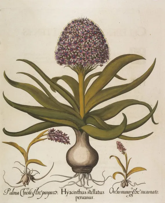 Framed Print : Hyacinthus stellatus, 1613. Creator: Besler, Basilius (1561-1629) Framed Print : Hyacinthus stellatus, 1613. Creator: Besler, Basilius (1561-1629)