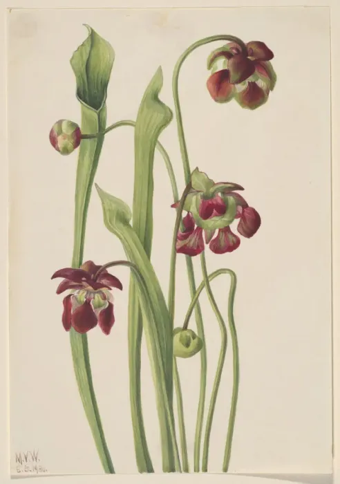 Framed Print : Hybrid Pitcherplant, 1930. Creator: Mary Vaux Walcott Framed Print : Hybrid Pitcherplant, 1930. Creator: Mary Vaux Walcott